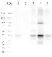 Anti-SYP121 | Syntaxin 121 - image 1